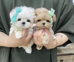 Teacup Mini Maltipoo Puppies For Sale